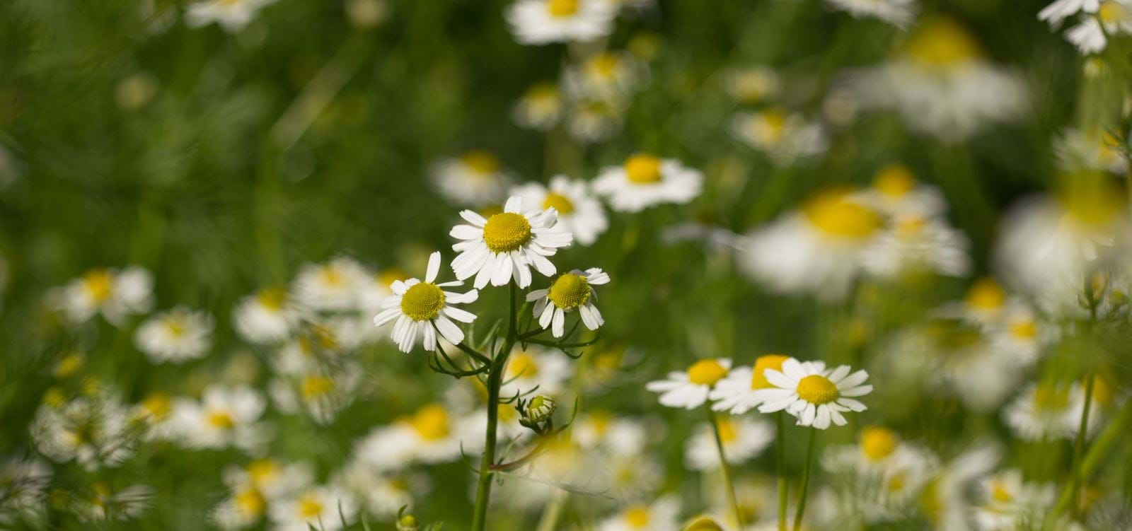 German Chamomile Seed Pack