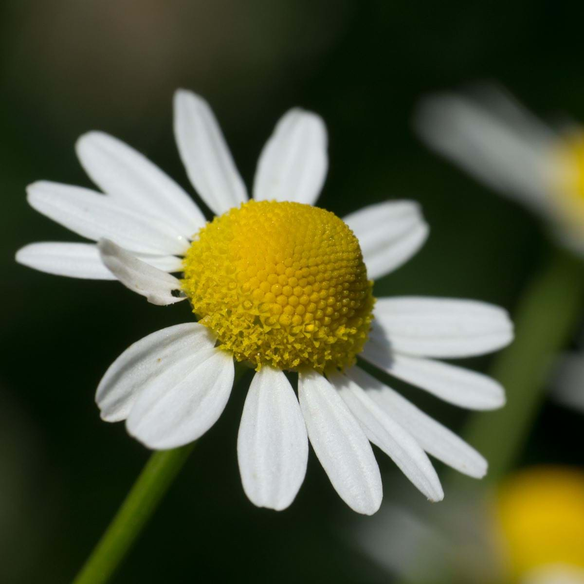 German Chamomile Seed Pack