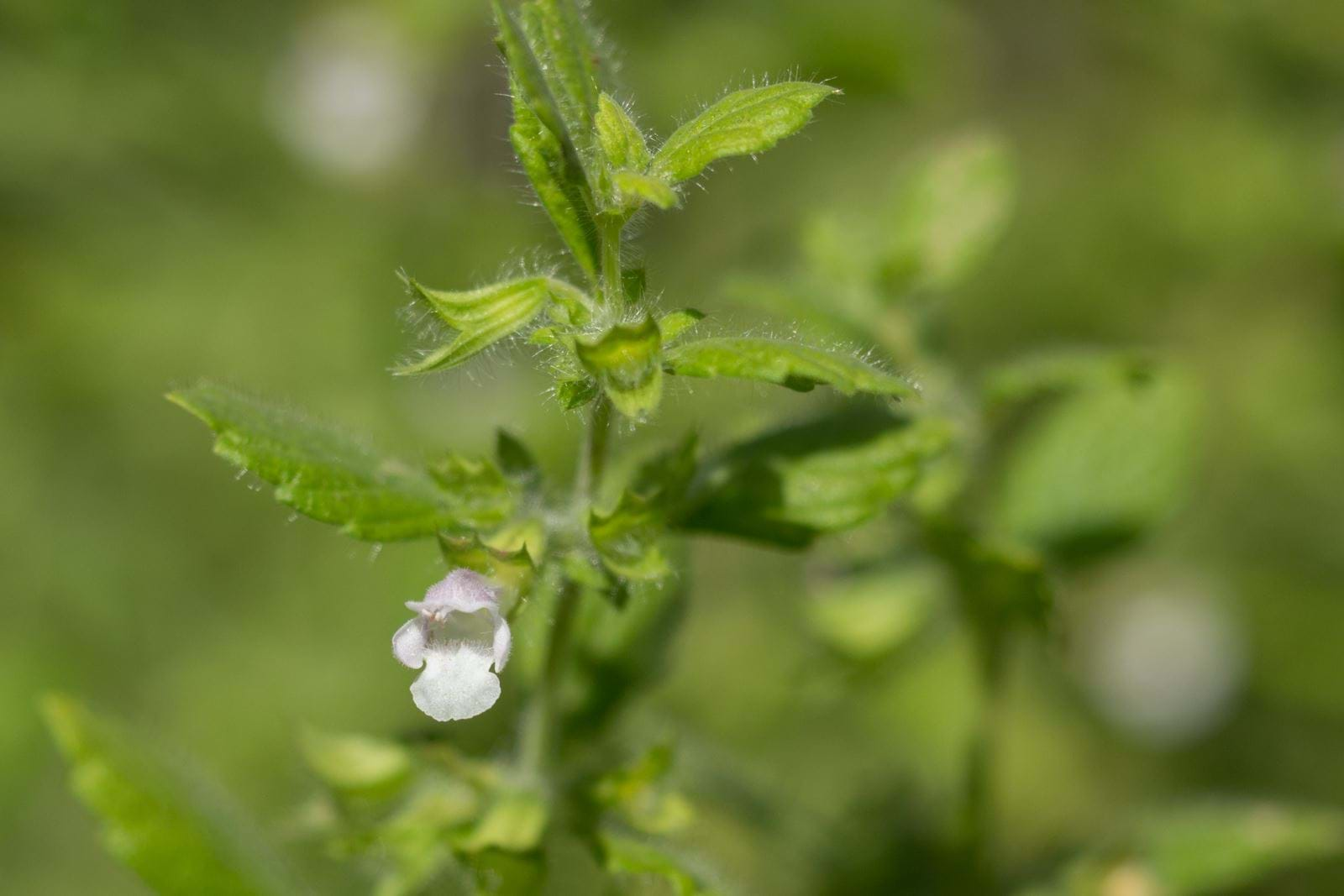 Lemon Balm Seed Pack