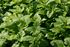 Lemon Balm Seed Pack