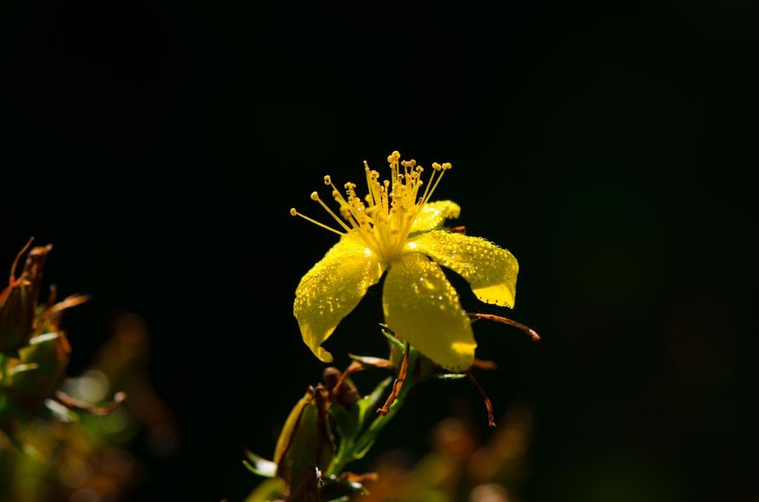 St John’s Wort Seed Pack