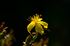 St John’s Wort Seed Pack