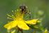 St John’s Wort Seed Pack