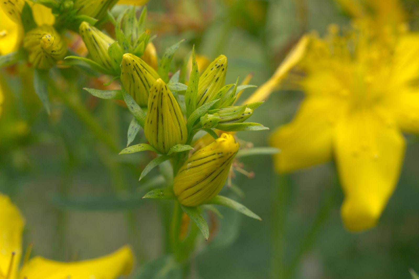 St John’s Wort Seed Pack