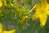 St John’s Wort Seed Pack