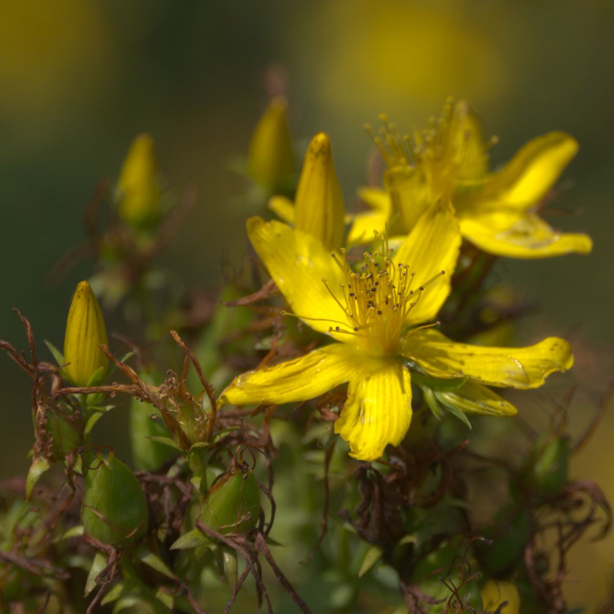 St John’s Wort Seed Pack