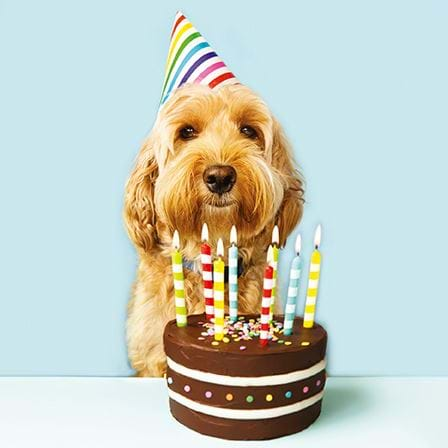 Party Pup Birthday Card