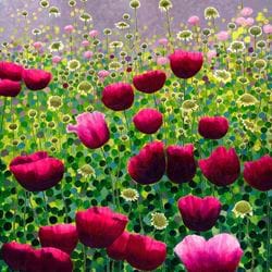 Pink Poppies Greeting Card