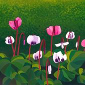 Cyclamen Greeting Card