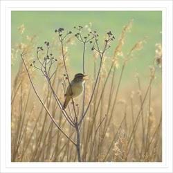 Warbler in the Reedbeds Greeting Card