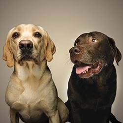 Labrador Retrievers Greeting Card