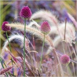 BBC Gardener's World Perfect Duo Greeting Card