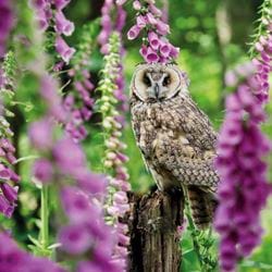 BBC Springwatch Long-eared Owl Greeting Card