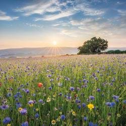 BBC Countryfile Wildflower Meadow Greeting Card