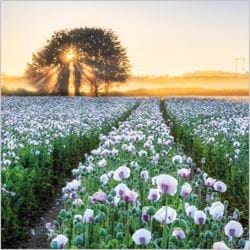 BBC Countryfile Poppy Field Dorset Greeting Card