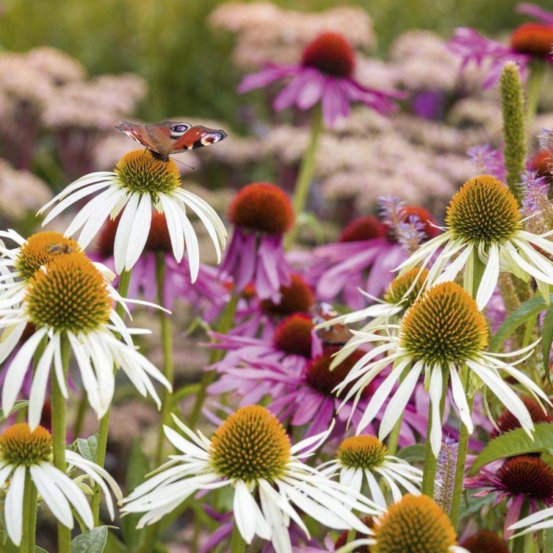 BBC Gardener's World Echinaceas Greeting Card