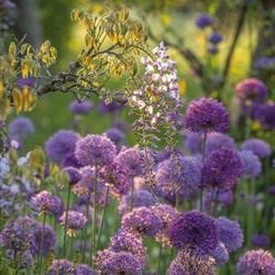 BBC Gardener's World Purple Haze Greeting Card