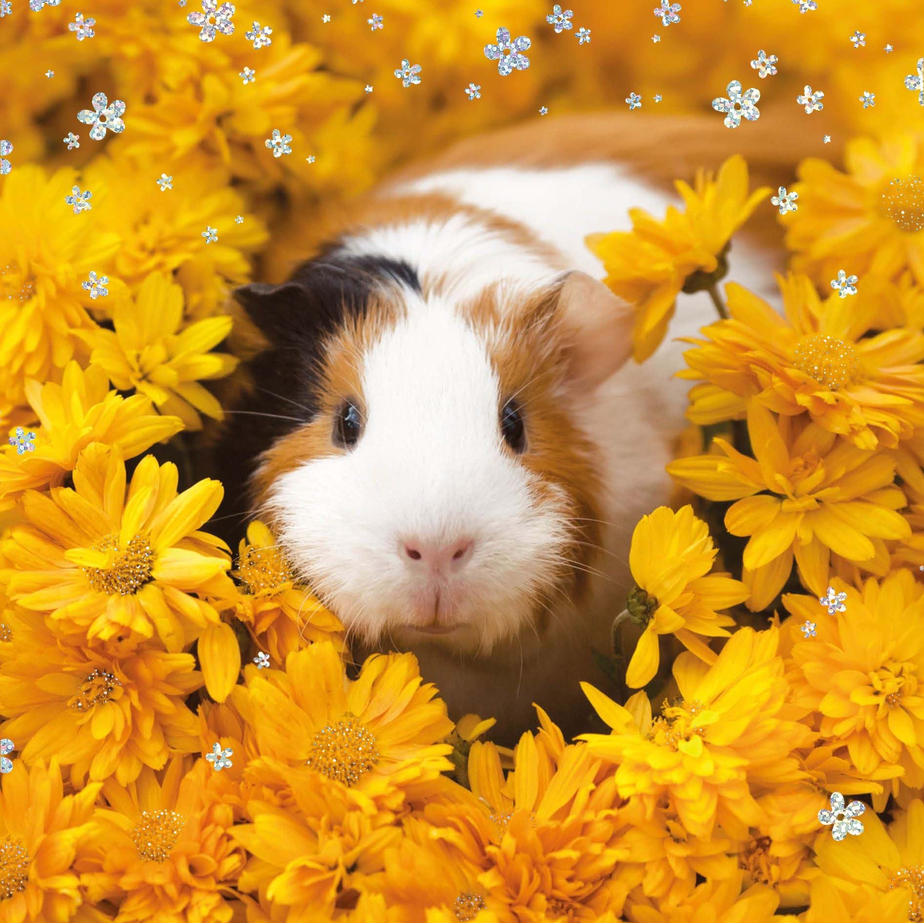 Guinea Pig Greeting Card