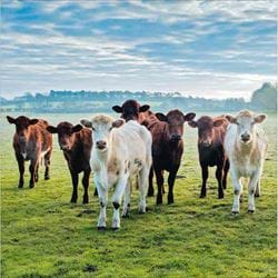 Cows Greeting Card