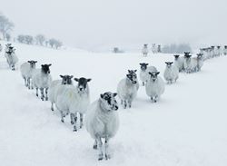 Winter Sheep in the Snow - Personalised Christmas Card
