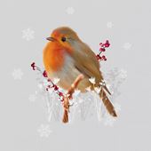 Robin and Berries - Personalised Christmas Card