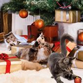 Christmas Cats - Personalised Christmas Card