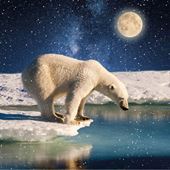 Polar Bear Study - Personalised Christmas Card