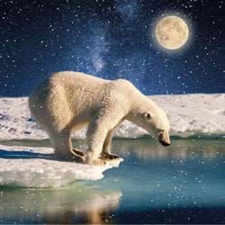 Polar Bear Study - Personalised Christmas Card
