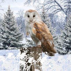 Owl in the Meadow - Personalised Christmas Card