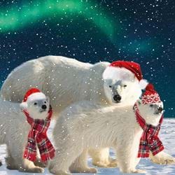 Polar Bear Stroll - Personalised Christmas Card