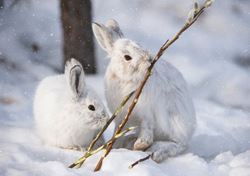 Snowshoe Hares - Personalised Christmas Card