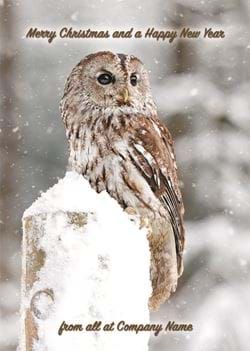 Tawny Owl - Front Personalised Christmas Card