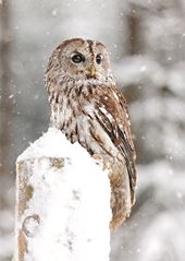 Tawny Owl - Personalised Christmas Card
