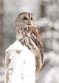 Tawny Owl - Personalised Christmas Card