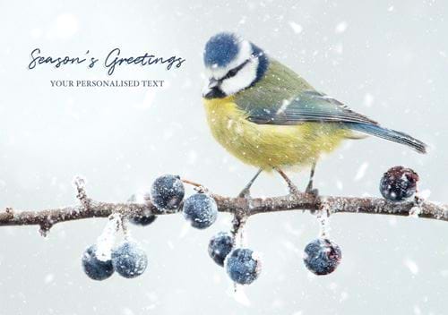 Blue Tit and Frosted Berries - Front Personalised Christmas Card