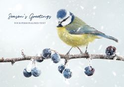 Blue Tit and Frosted Berries - Front Personalised Christmas Card