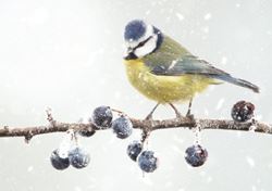 Blue Tit and Frosted Berries - Personalised Christmas Card