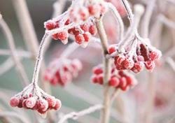 Frosted Berries - Personalised Christmas Card