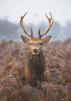 Noble Stag - Personalised Christmas Card