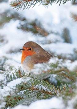 Robin in a Fir Tree - Personalised Christmas Card