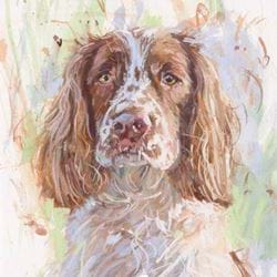 Springer Spaniel Greeting Card