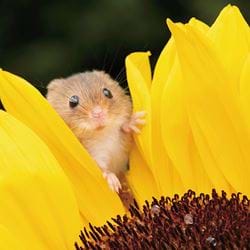 Harvest Mouse Greeting Card