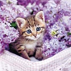 Kitten in Lilac Greeting Card
