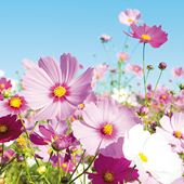Cosmos Flowers Greeting Card