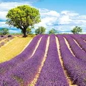 Lavender Field Greeting Card