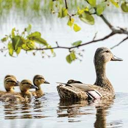 Ducklings Greeting Card