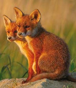 Fox Cubs Greeting Card