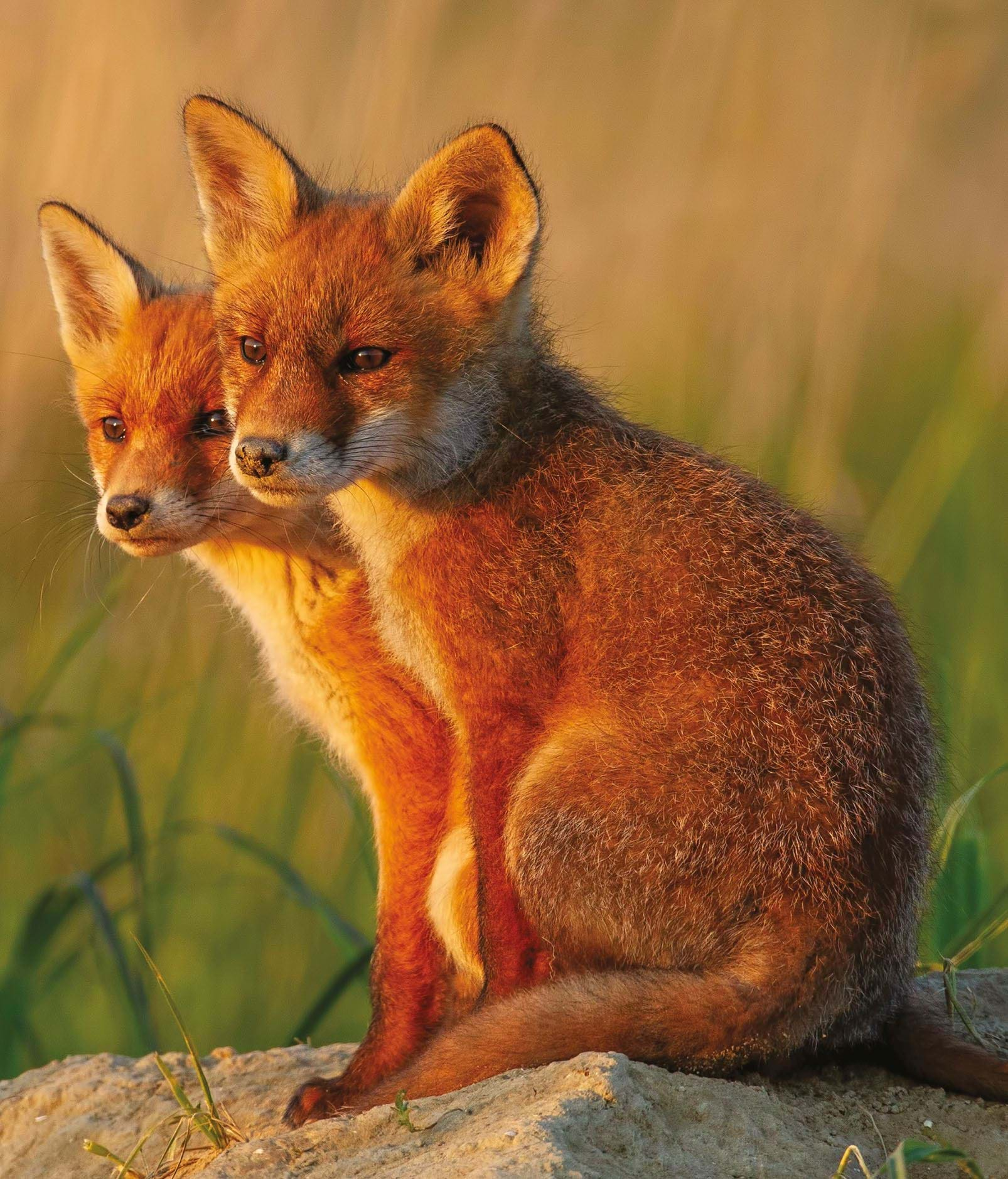 Fox Cubs Greeting Card