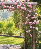 Pink Rose Arbor Greeting Card