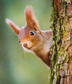 Red Squirrel Greeting Card